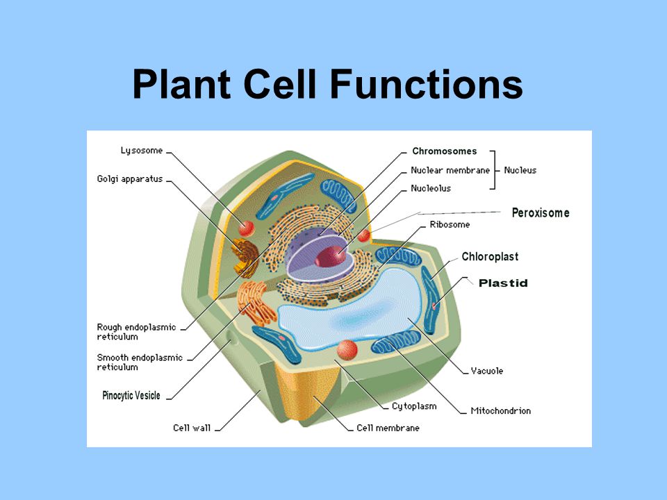 fungsi sel pada tumbuhan
