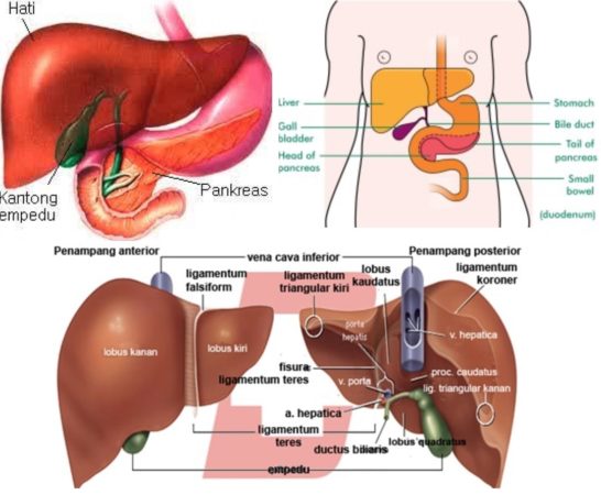 Apa itu Sistem Ekskresi Tubuh, Organ dan Fungsinya?