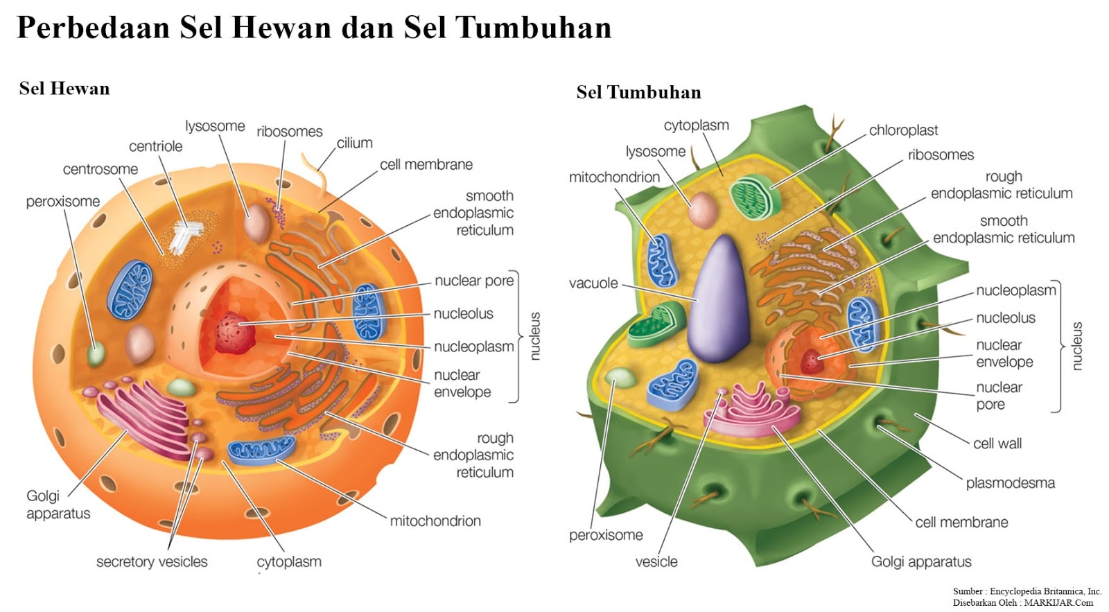gambar perbedaan sel hewan tumbuhan