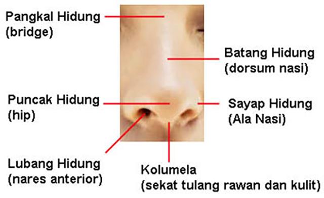 organ pernapasan hidung
