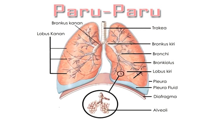 organ pernapasan paru paru