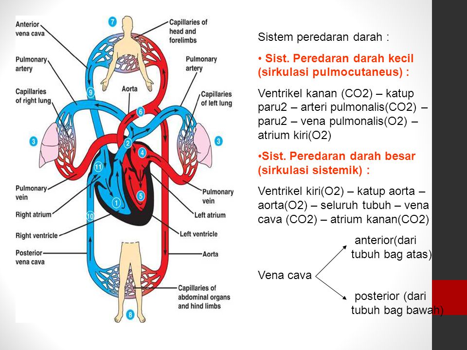 Gambar Urutan Peredaran  Darah  Kecil  Yang Benar Adalah 