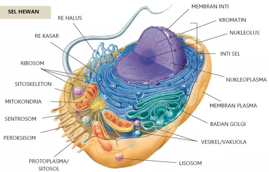 struktur sel hewan