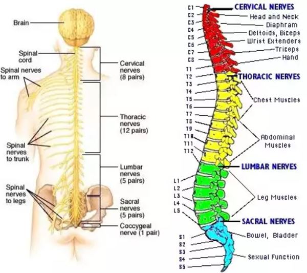 tulang belakang manusia