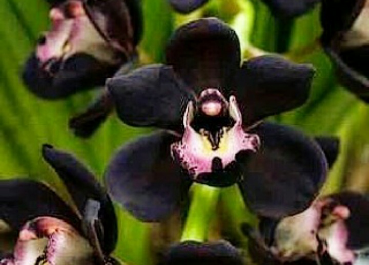 tumbuhan langka bunga anggrek hitam